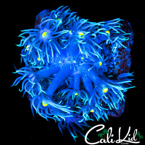 YELLOW EYE SHAGGY GONI