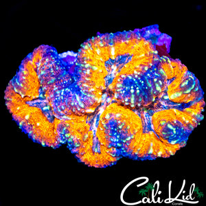 RAINBOW RIM SYMPHYLLIA