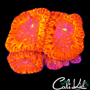 CHERRY BLASTO COLONY