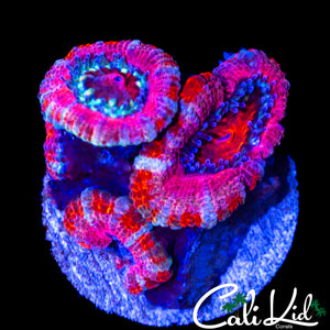 PINK RING ACAN QUAD