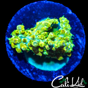 MYSTERY RAINBOW ACRO