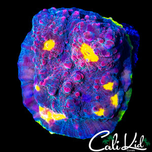 CK MELON HEAD CHALICE