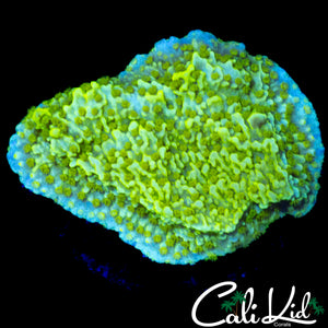 TYREE NEON GREEN MONTI