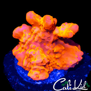 CK FLAMIN SETOSA