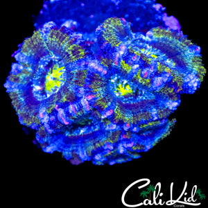 ULTRA ACAN MINI COLONY