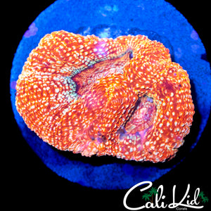 CK GUAVA MELTDOWN BOWERBANKI