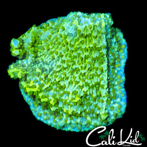 TYREE NEON GREEN MONTI