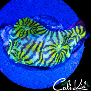 CONVICT CHALICE CHUNK