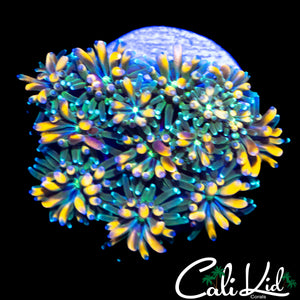 CK KALEIDOSCOPE GALAXIA
