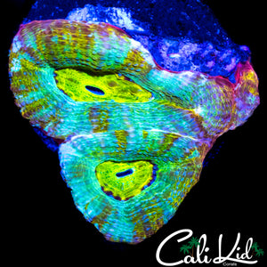 CK RAINBOW BOWER TRIPLE