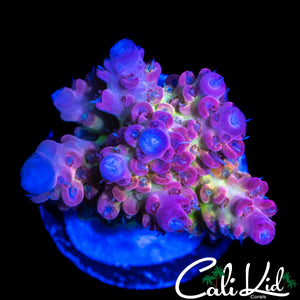 CK AFTERBURNER ACRO CHUNK
