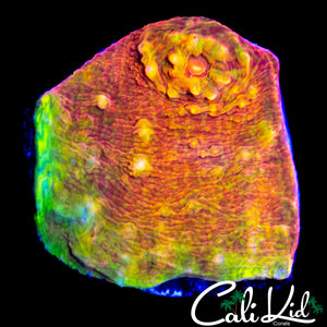 ULTRA SWIRL CHALICE