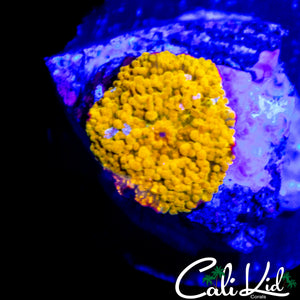 GOLD BAR DISCO MUSHROOM