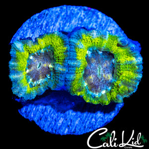 TIE DYE ASIAN ACAN DOUBLE