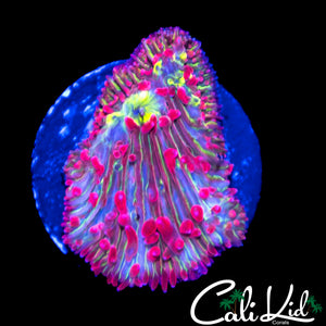 RAINBOW MOUTH DIASERIS