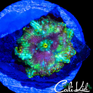 RARE GALAXY DISCO SHROOM
