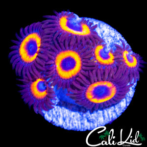 ULTRA ZOA COLONY