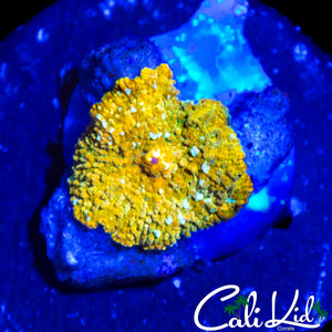 GOLD BAR DISCO MUSHROOM