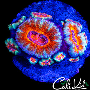 ULTRA RAINBOW ACAN COLONY