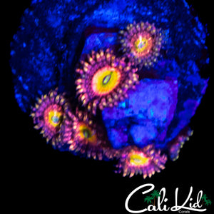 CHONG BONG ZOA MINI COLONY