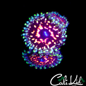CK ULTIMATE PINK SPACE MONSTER ZOA TRIPLE