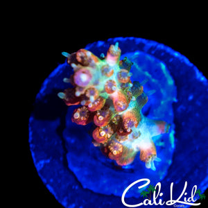 CK PINK FUSION ACRO