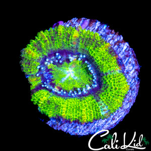 RARE PATTERN ACAN