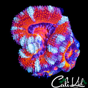 WHITE STRIPE ACAN TRIPLE