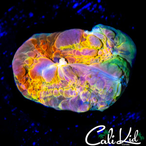 CK RAINBOW BOUNCE CHALICE