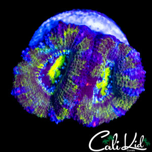 RAINBOW QUILTED ACAN DOUBLE