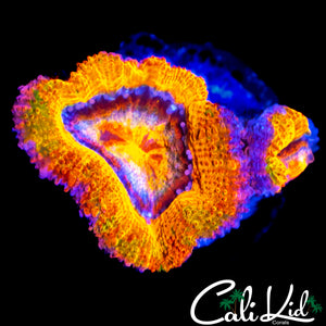 CK GUMMI BEAR ACAN DOUBLE