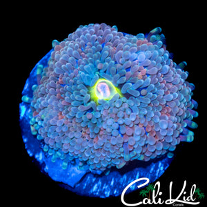LARGE PINK MOUTH RICORDIA