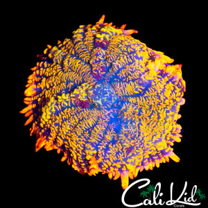 MAUI WOWIE TYPE RHODACTIS