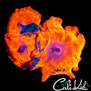 BEAUTIFUL CANDY CRUSH TRIPLE ROCK
