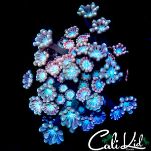 ULTRA RAINBOW ALVEOPORA