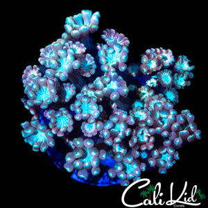ULTRA RAINBOW ALVEOPORA