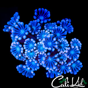 POWDER BLUE ALVEOPORA