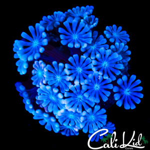POWDER BLUE ALVEOPORA