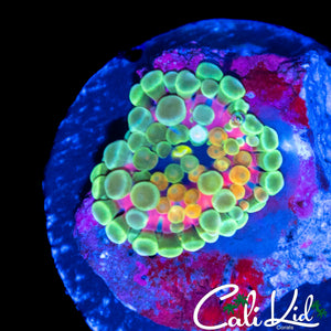CK ACID TRIP MUSHROOM