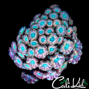 INSANE RAINBOW ALVEOPORA