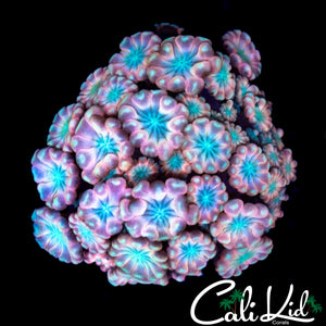 INSANE RAINBOW ALVEOPORA