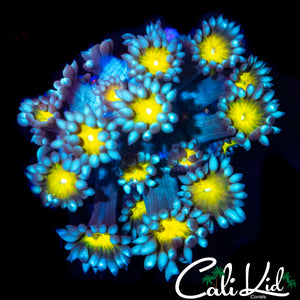 SUN FLOWER GONI
