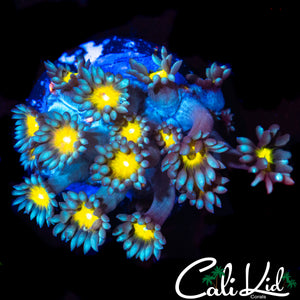 SUN FLOWER GONI