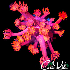 AQUACULTURED FLAMIN GONI