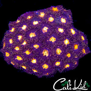 MYSTERY ZOA COLONY