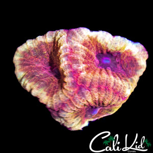 RARE RED SPECKLED FAVIA