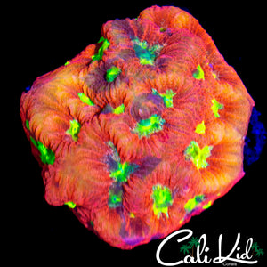 YELLOW EYE FAVIA CHUNK