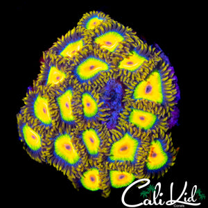 RASTA ZOA COLONY