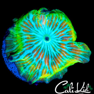 CK INVICTUS MUSHROOM