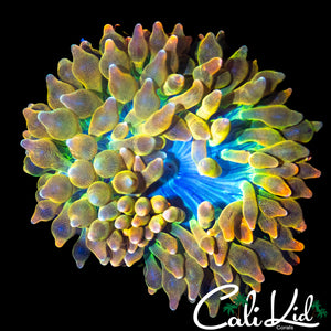 BEAUTIFUL RAINBOW ANEMONE MOPRH